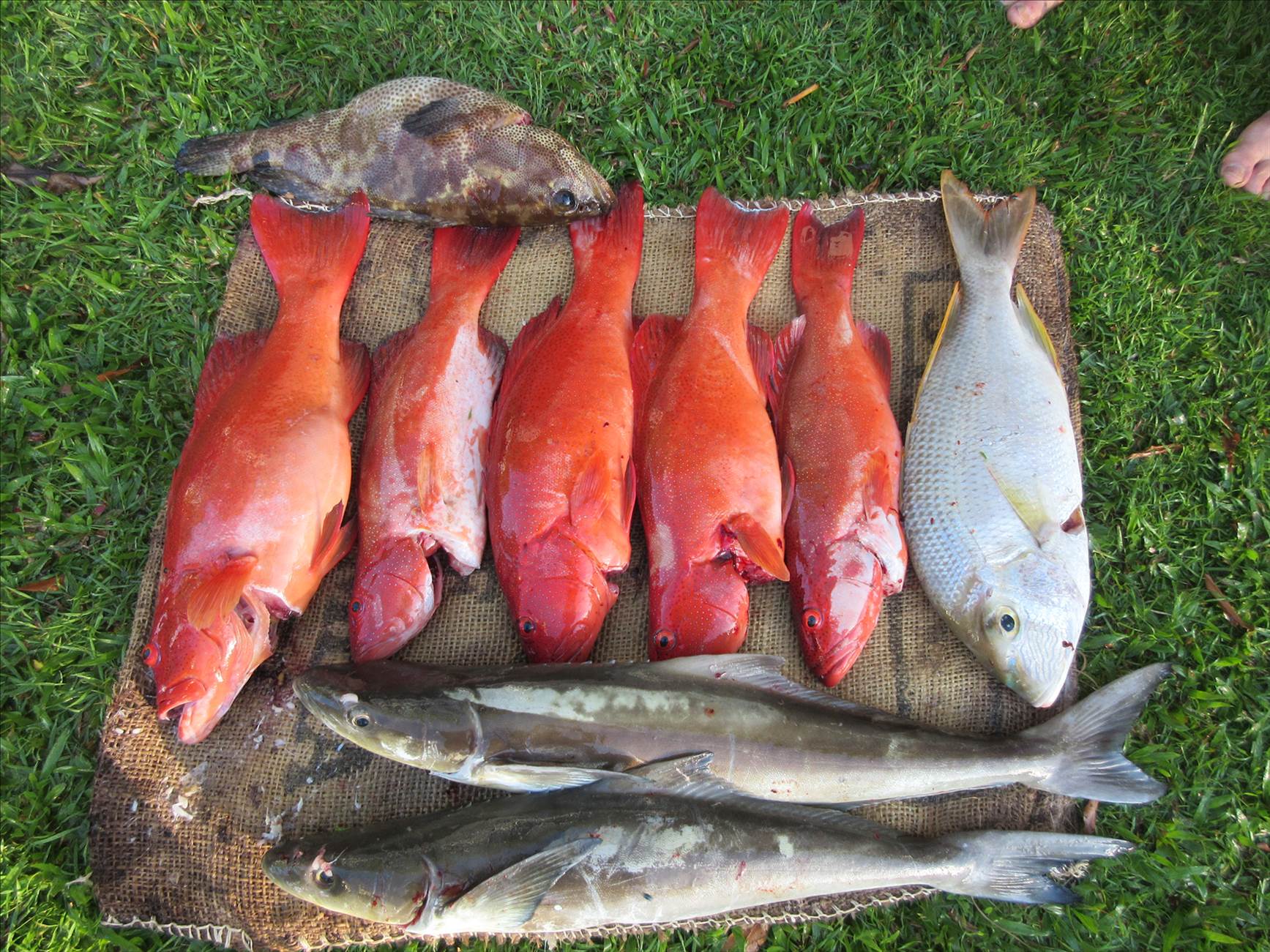 Lio's first reef Trip