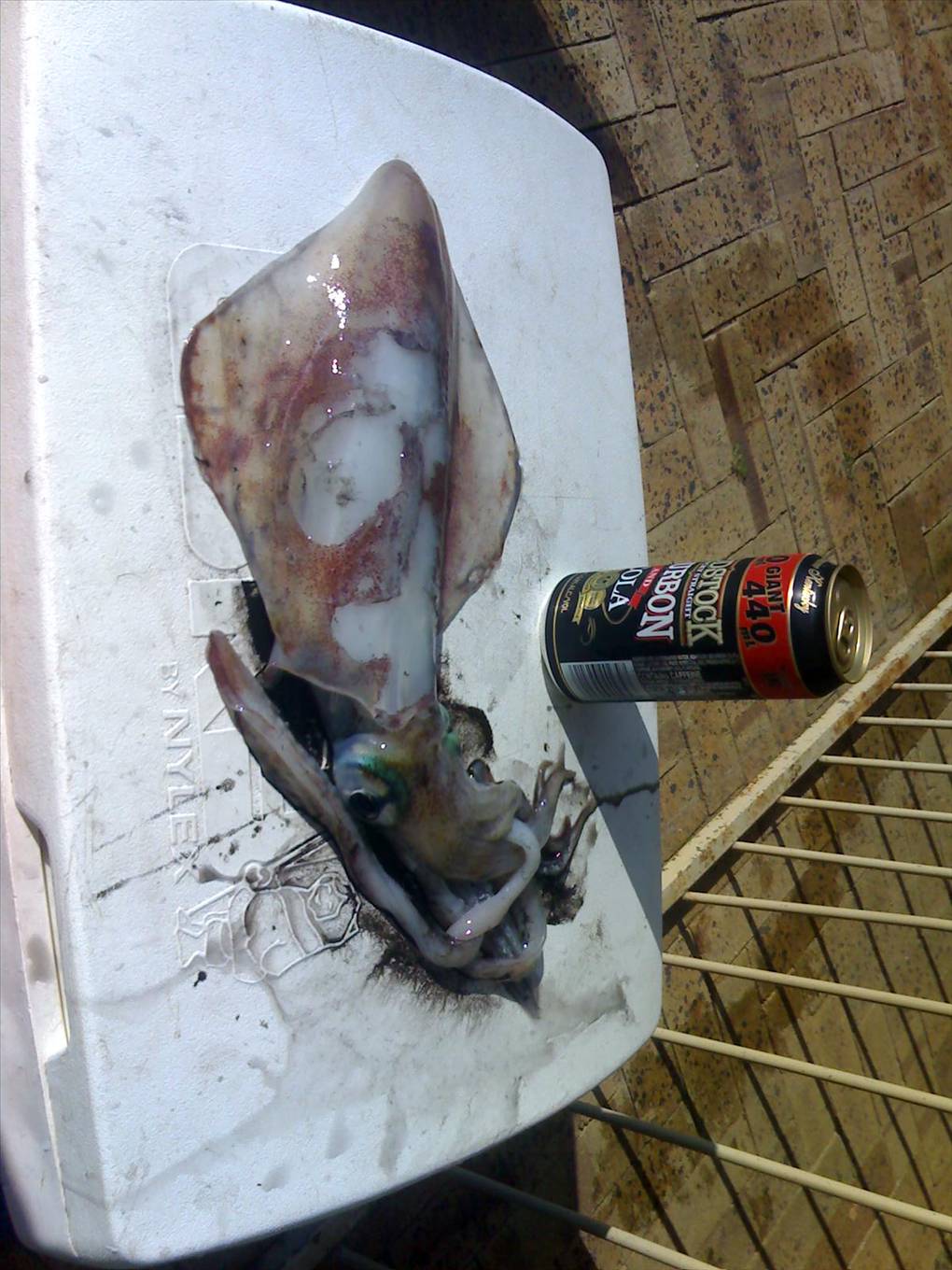 cockburn squid bloody good size 