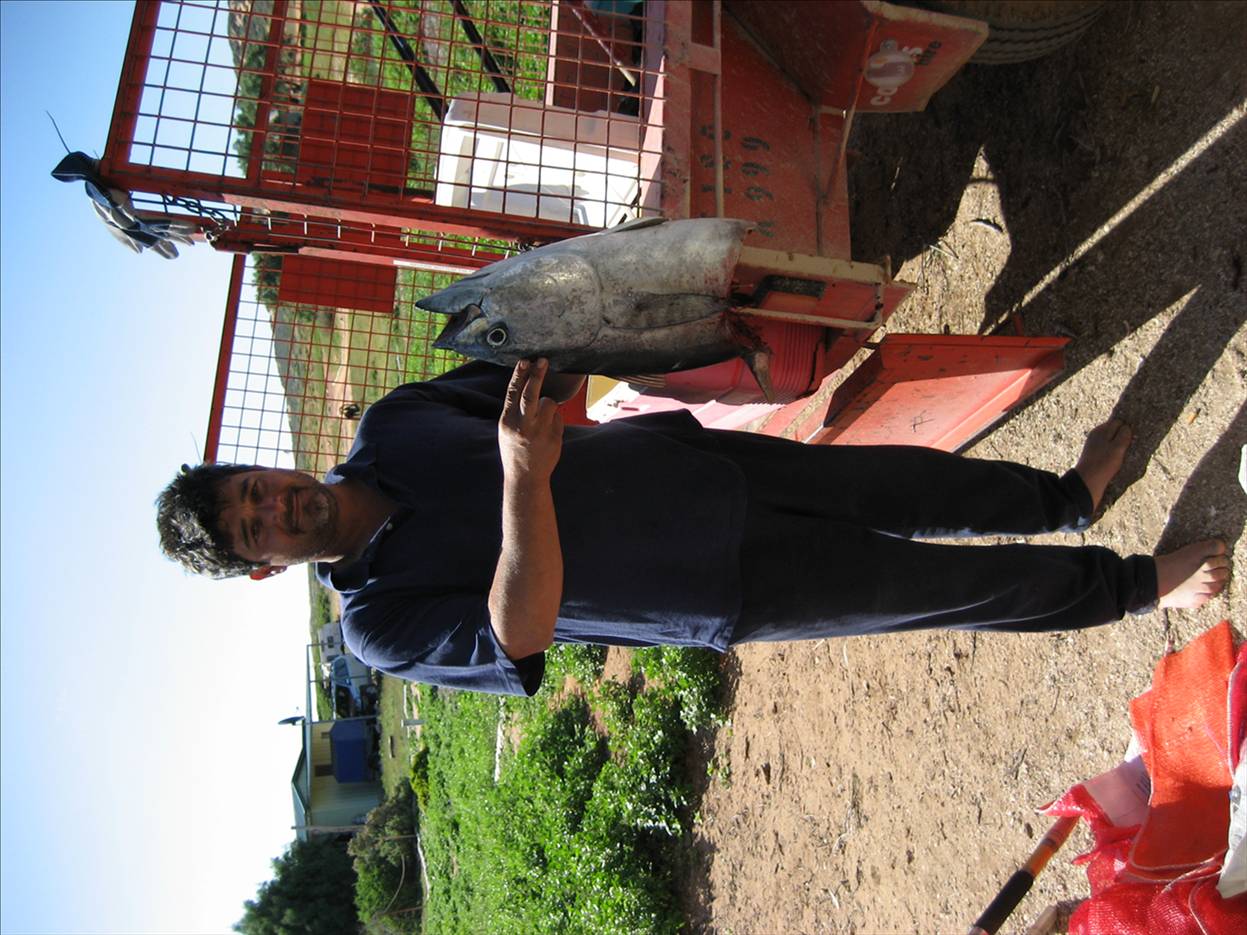 Shark V;s Mackerel, Shark Wins!!!!