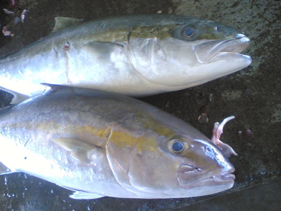 amberjack