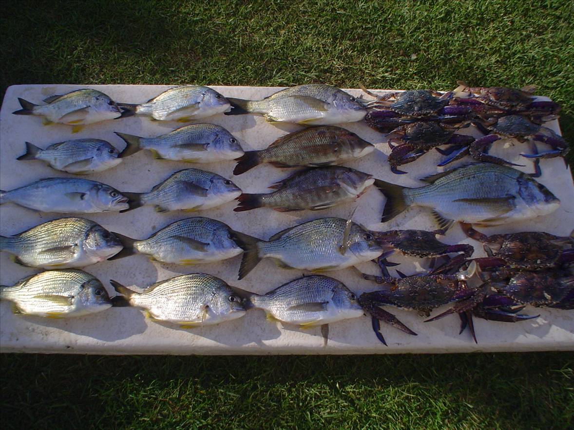 morton bay fishing trip