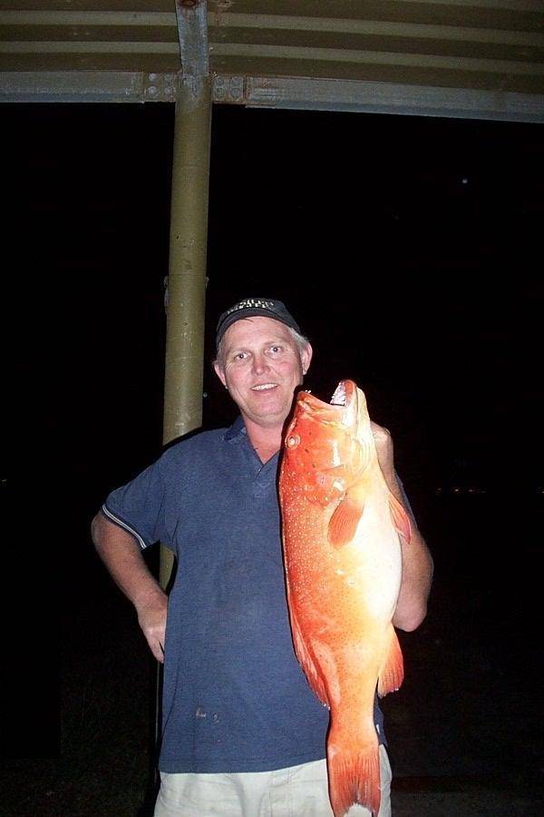  Dampier Archipelago coral trout
