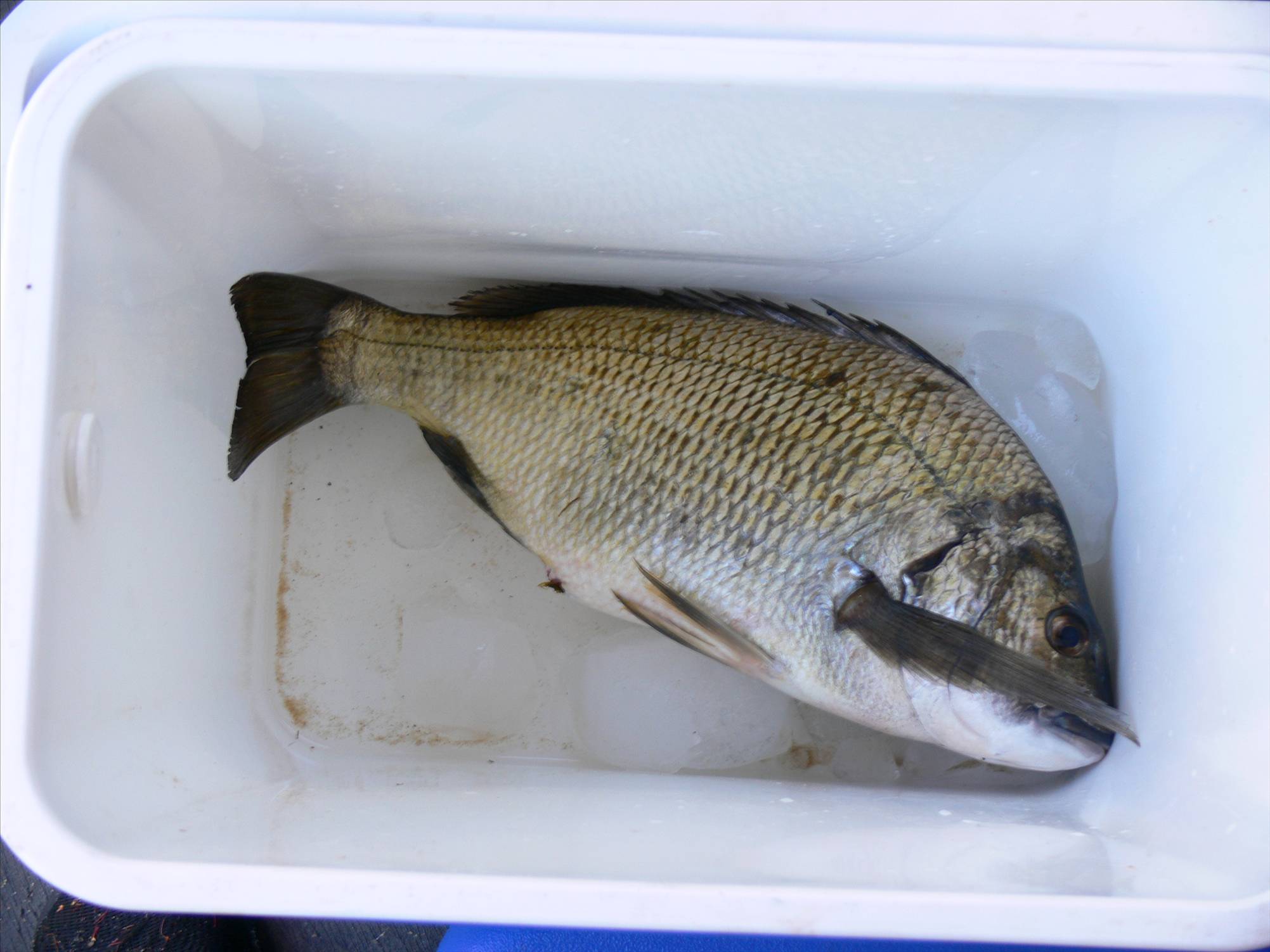 Bream caught in canning 46cm.Daughter holding fish