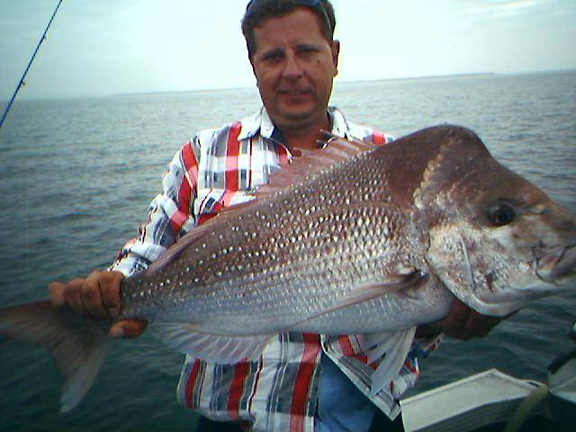 moreton bay plastics snapper