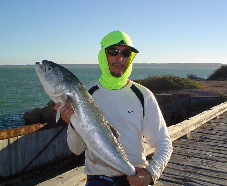 8kg tailor caught sharkbay