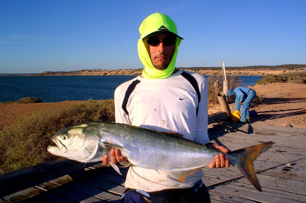 8kg tailor caught sharkbay