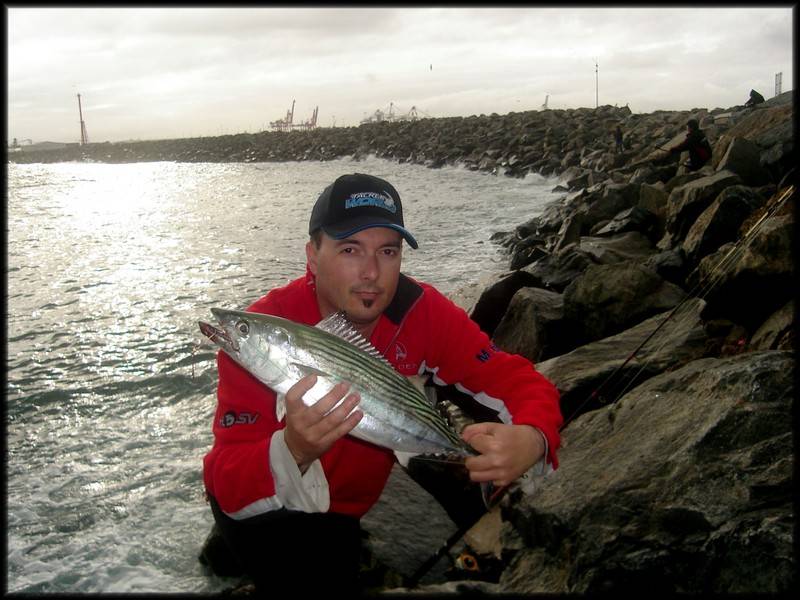 Nice bonito from north mole