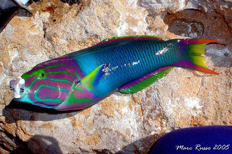 Nice wrass caught at steep point