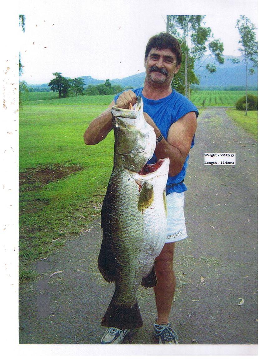 big barra caught on live mud cod