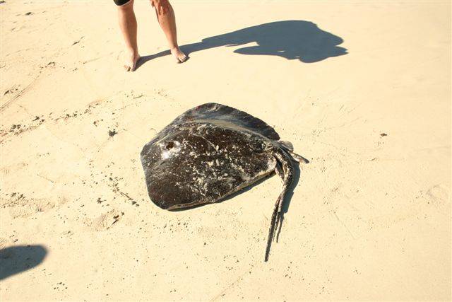Boof caught this beauty near Moore river.