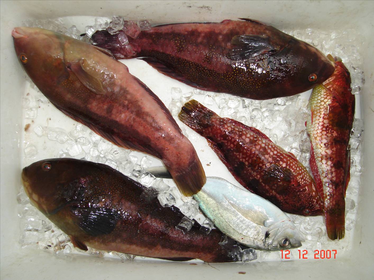 Thanks to Darren, I managed to bag 4(cods) and 1 skippy. He caught 1 for the day. Sorry Darren.