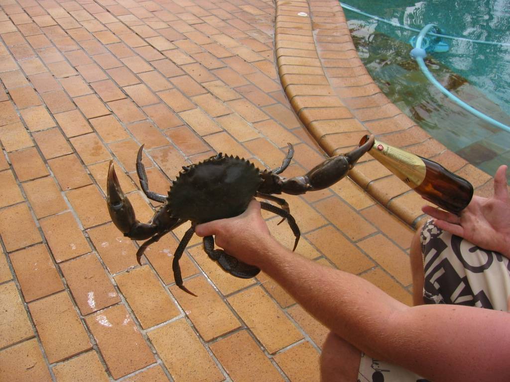 Nice estuary cod caught in the canals QLD