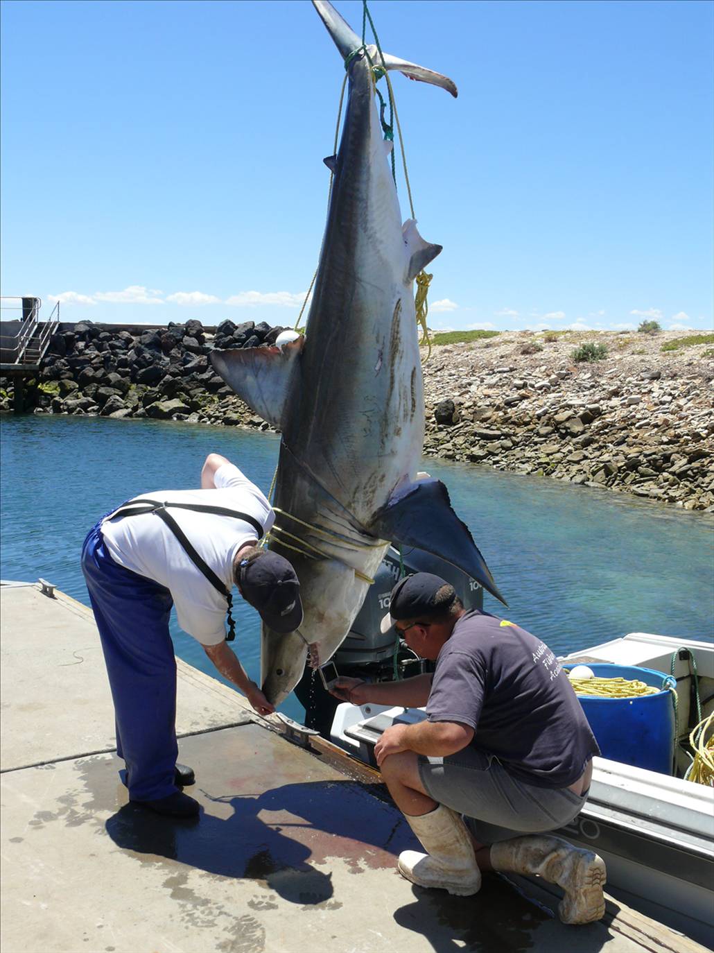 Big fishy caught in longline off Whyalla SA