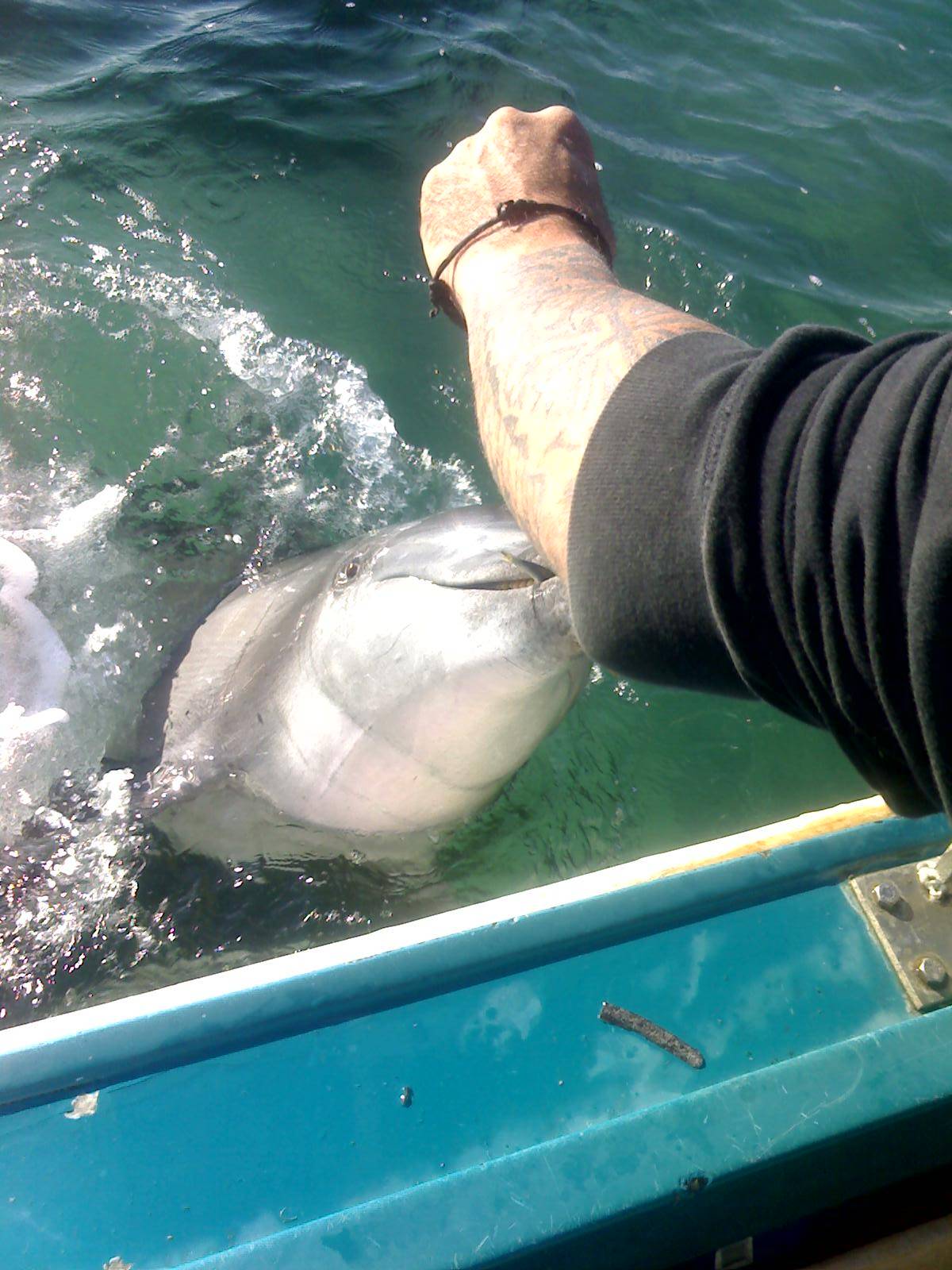 feeding the dolphins at woodys 