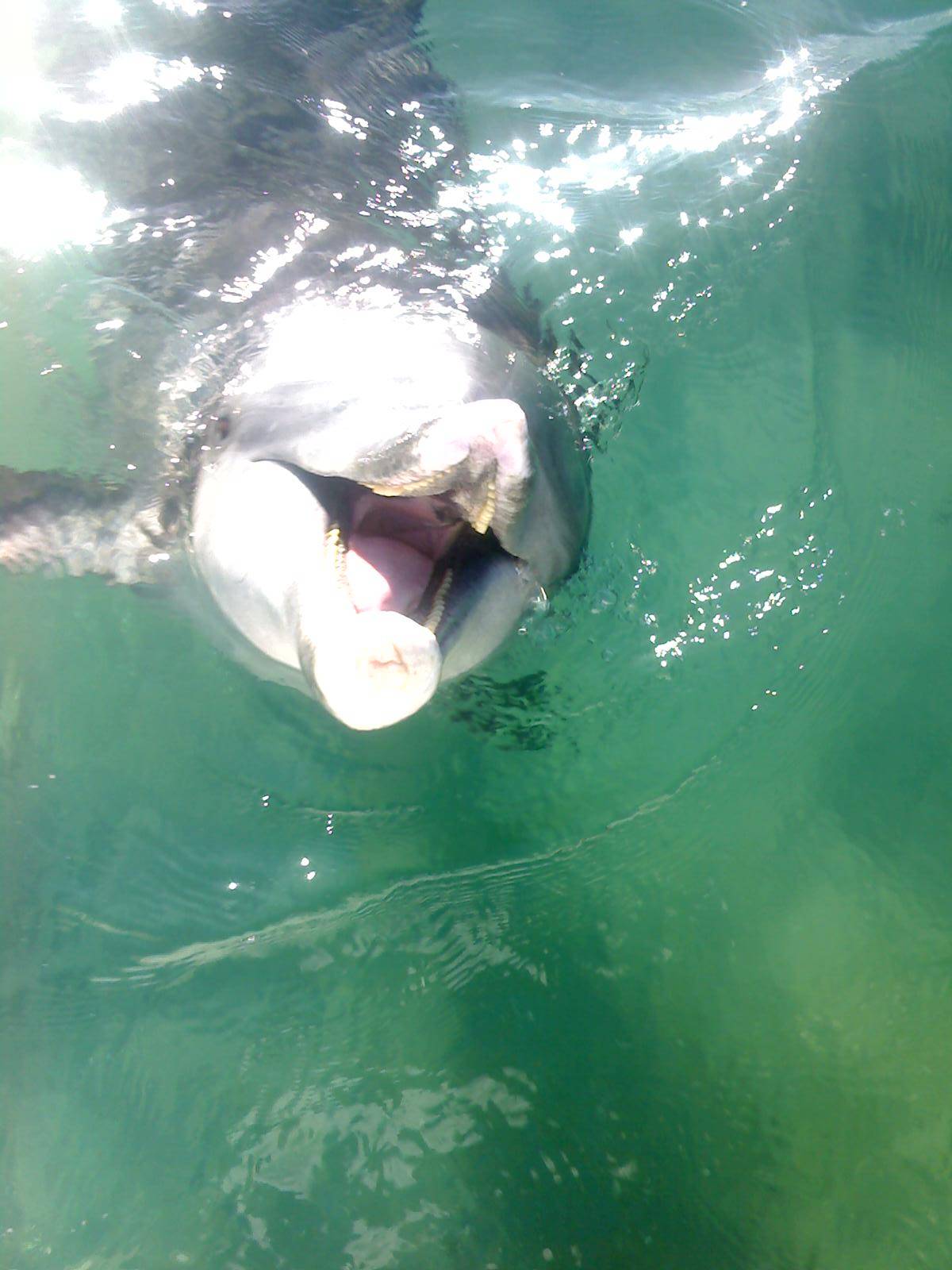 feeding the dolphins at woodys 