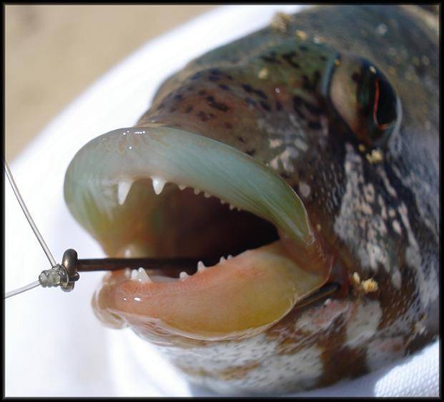 Nice Wrass from Rockingham