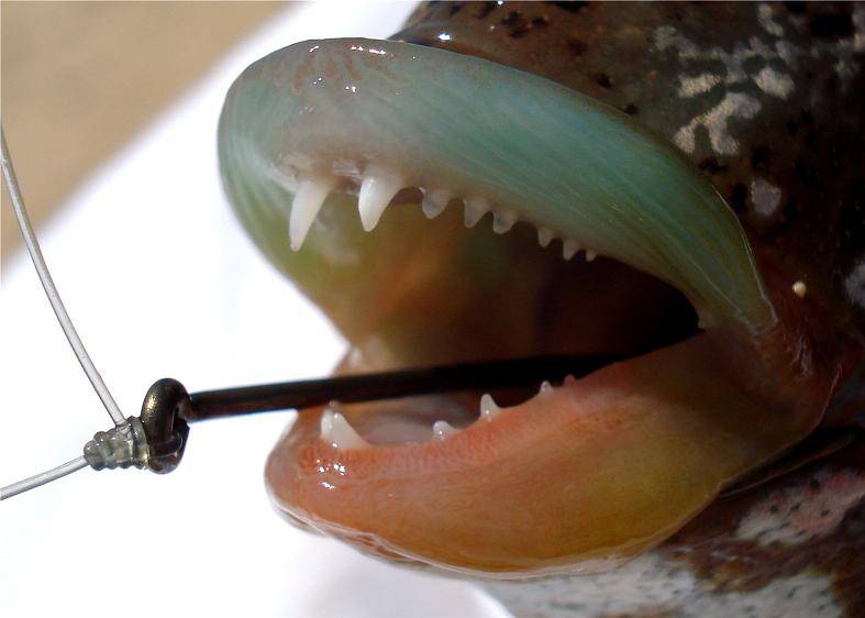 Nice Wrass from Rockingham