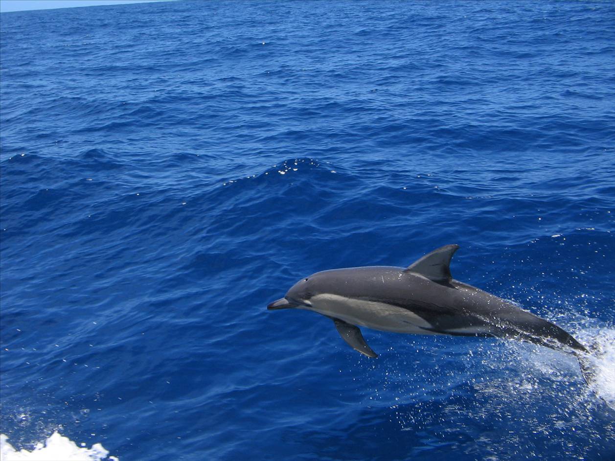 dolphin