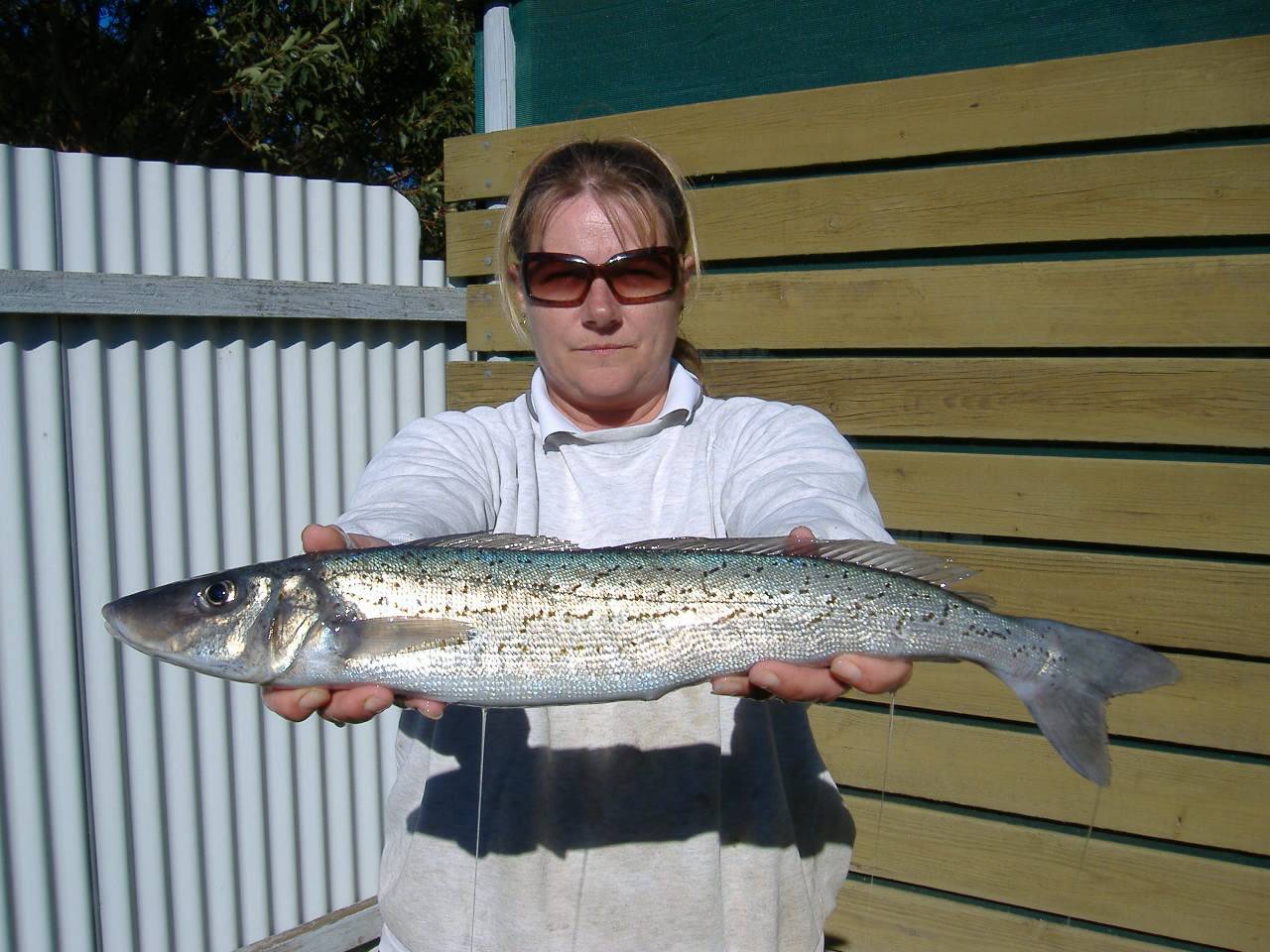 KI Sth Aussie - King George Whiting are biting!