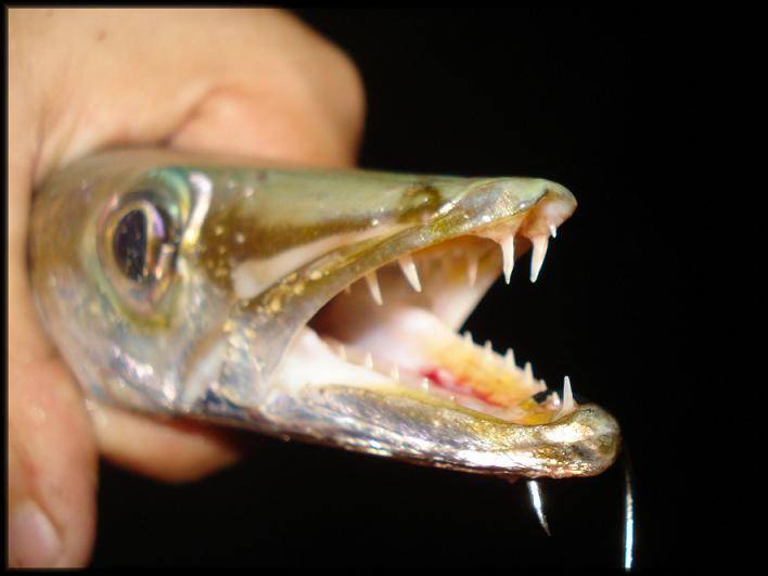 POINTY END OF A PIKE