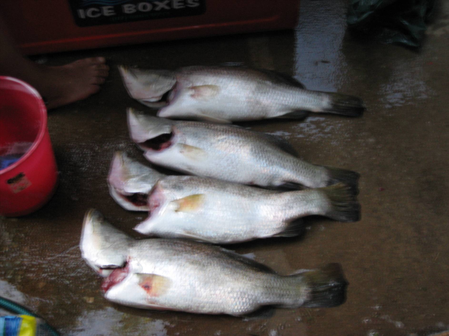 fishing in gods country n.t.