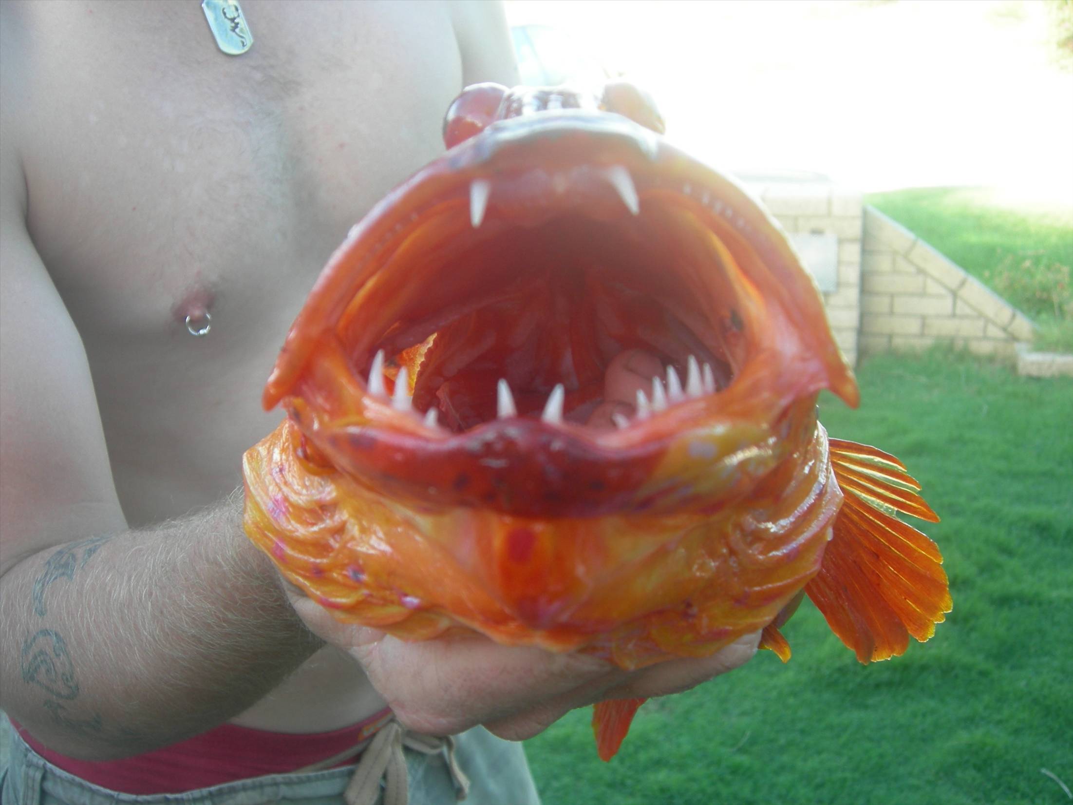 harlequin cod i caught in cleggys boat