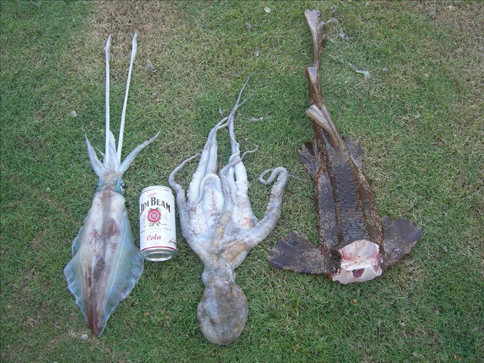 mixed bag from a days fishing/ diving