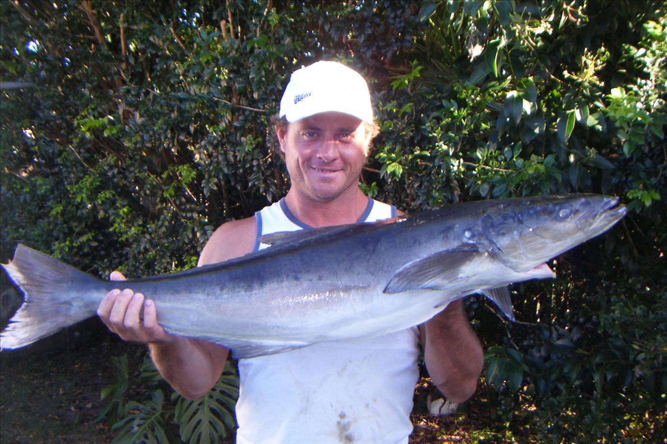 cobia