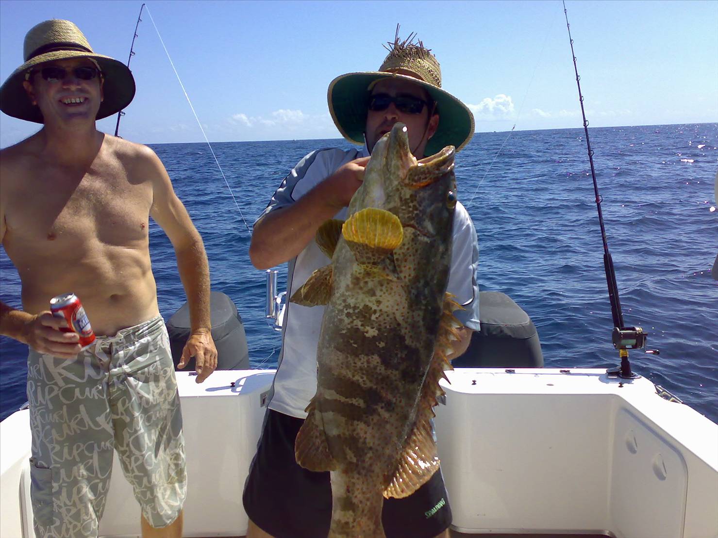 nice cod released hervey bay