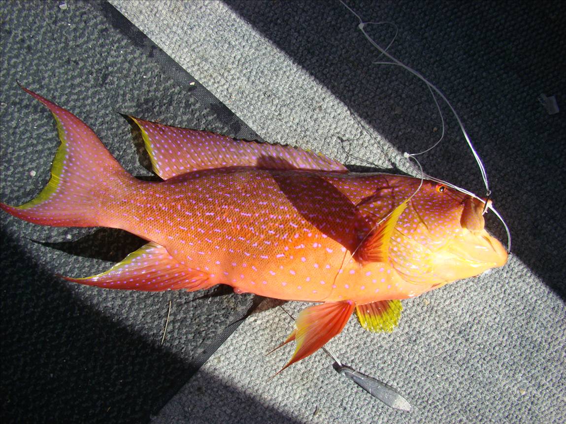 Denham WA They dont get any prettier than this