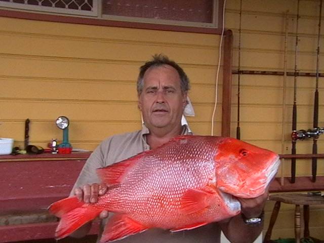 15.5 kg red 