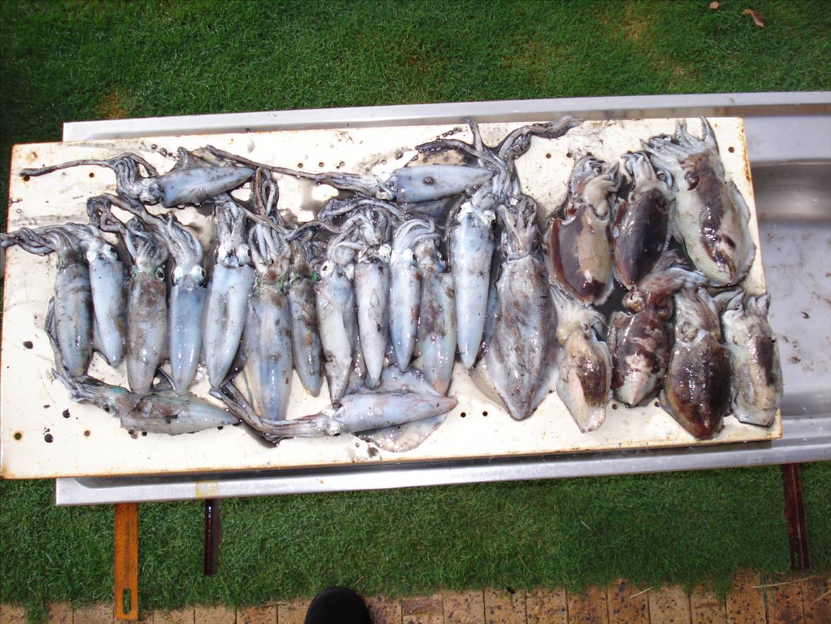 squid and cuttlefish