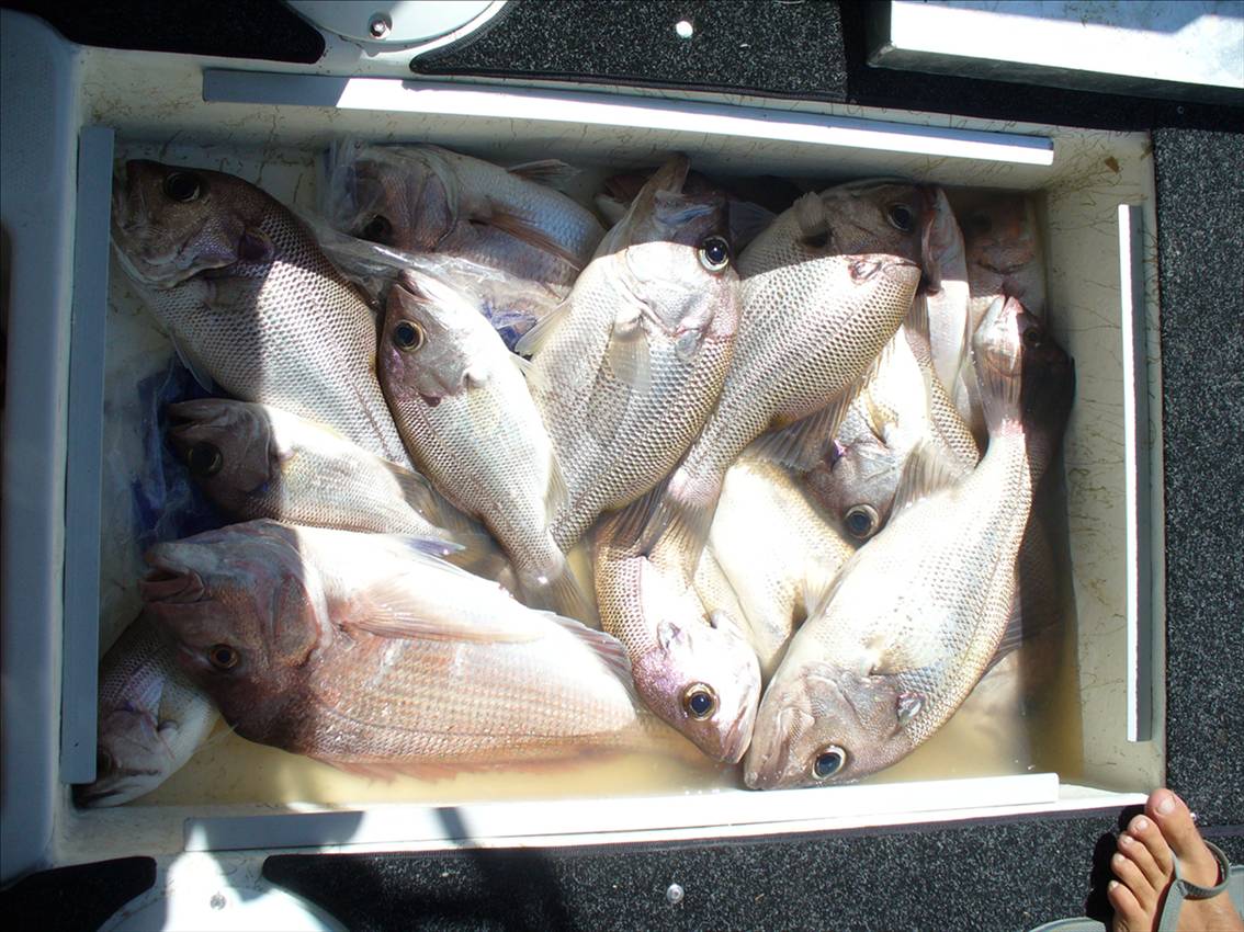 good bag of pearlies and snapper 