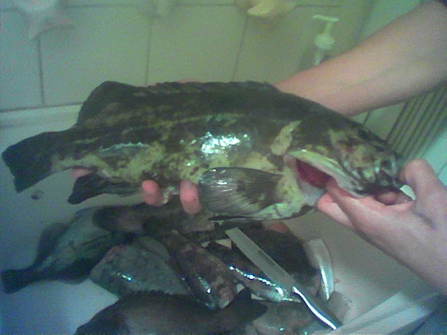 Greasy Cod & Our Catch for the Day.