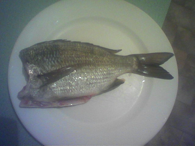Swan River Bream