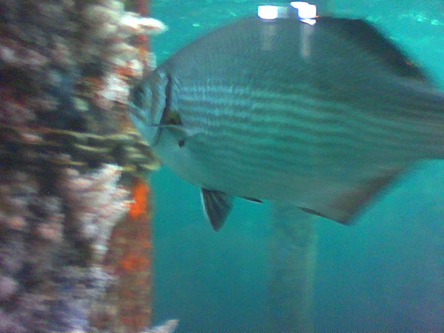 Swimming around the Jetty.