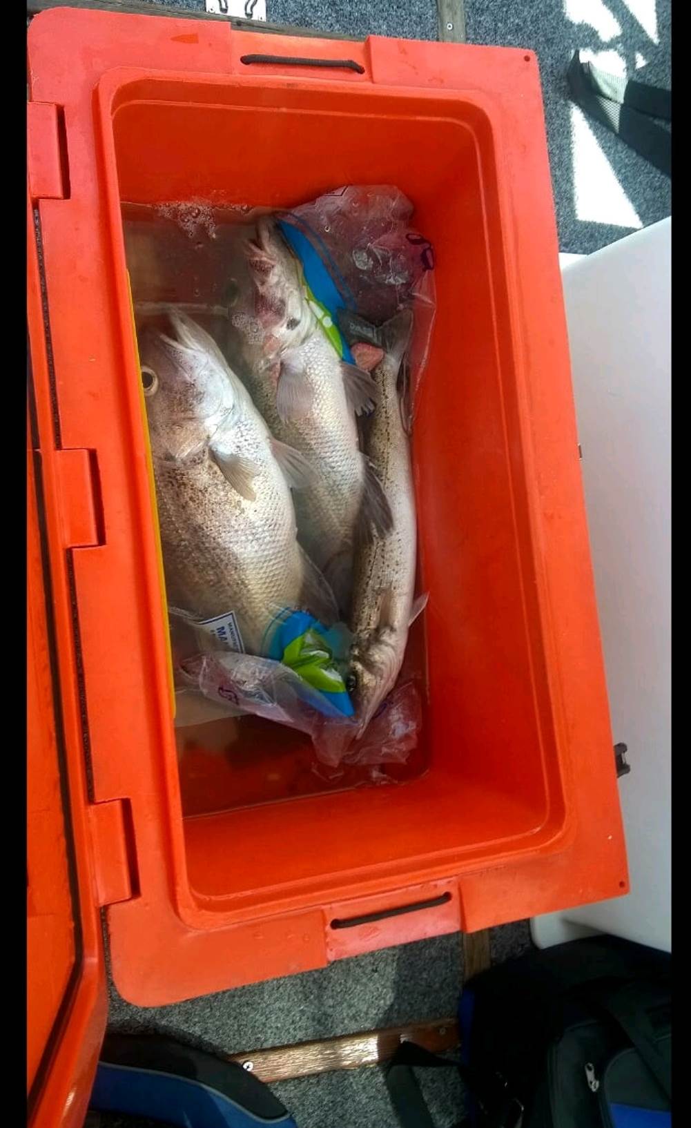 Another day another dhu