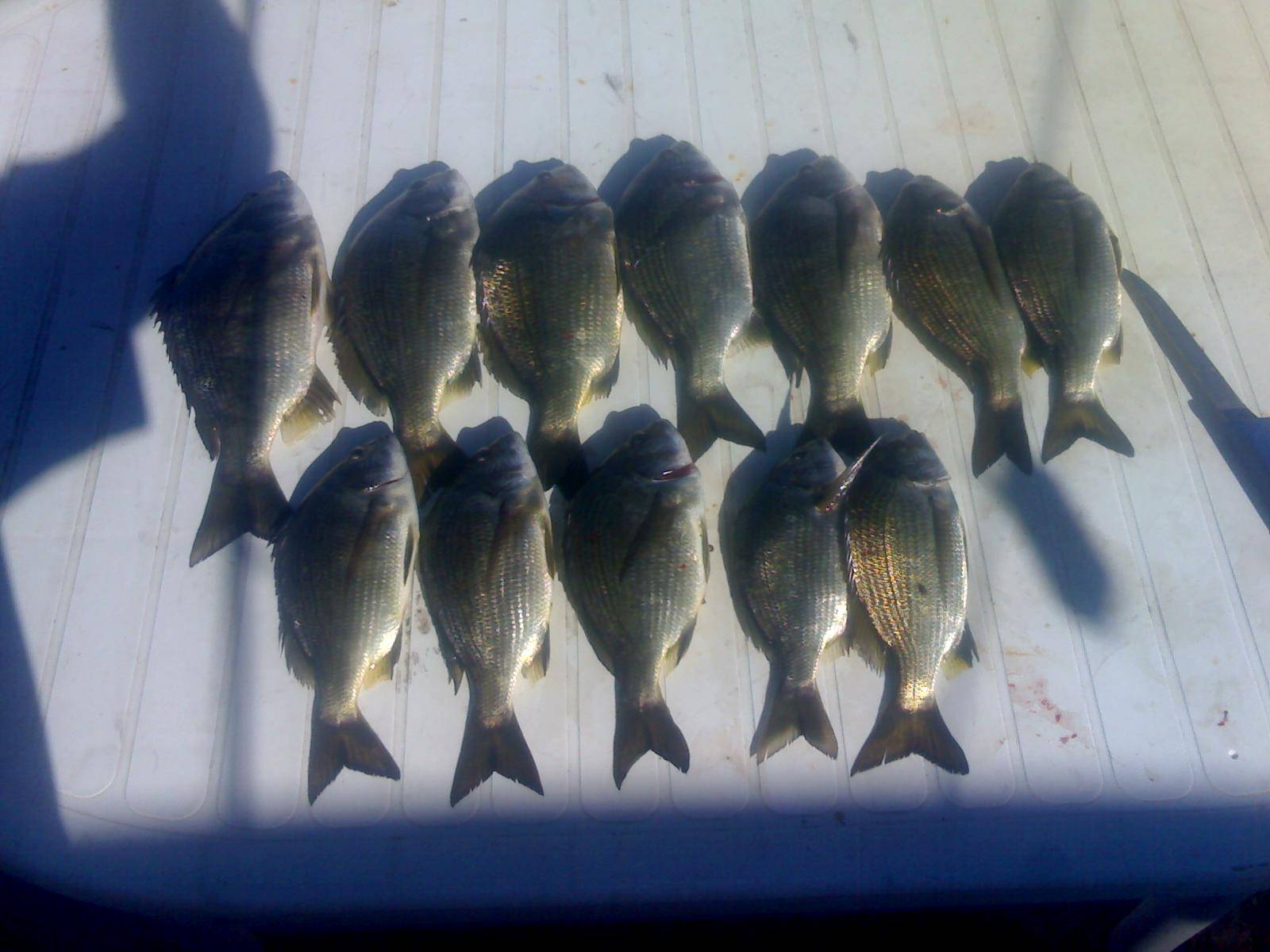 swan river bream 25cm to 33cms 