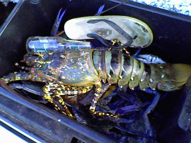 mangles bay beaty cray