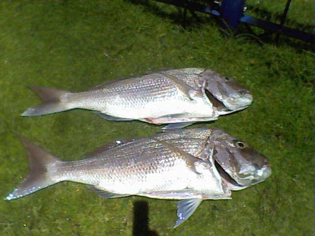 1m7cm long  907mm long 9mtrs of water, seal island