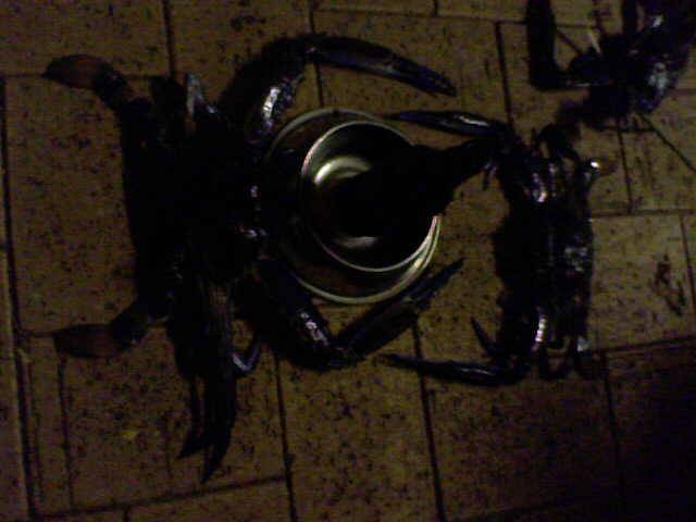 crabbs normal size vs 280mm across shell