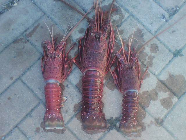 crays