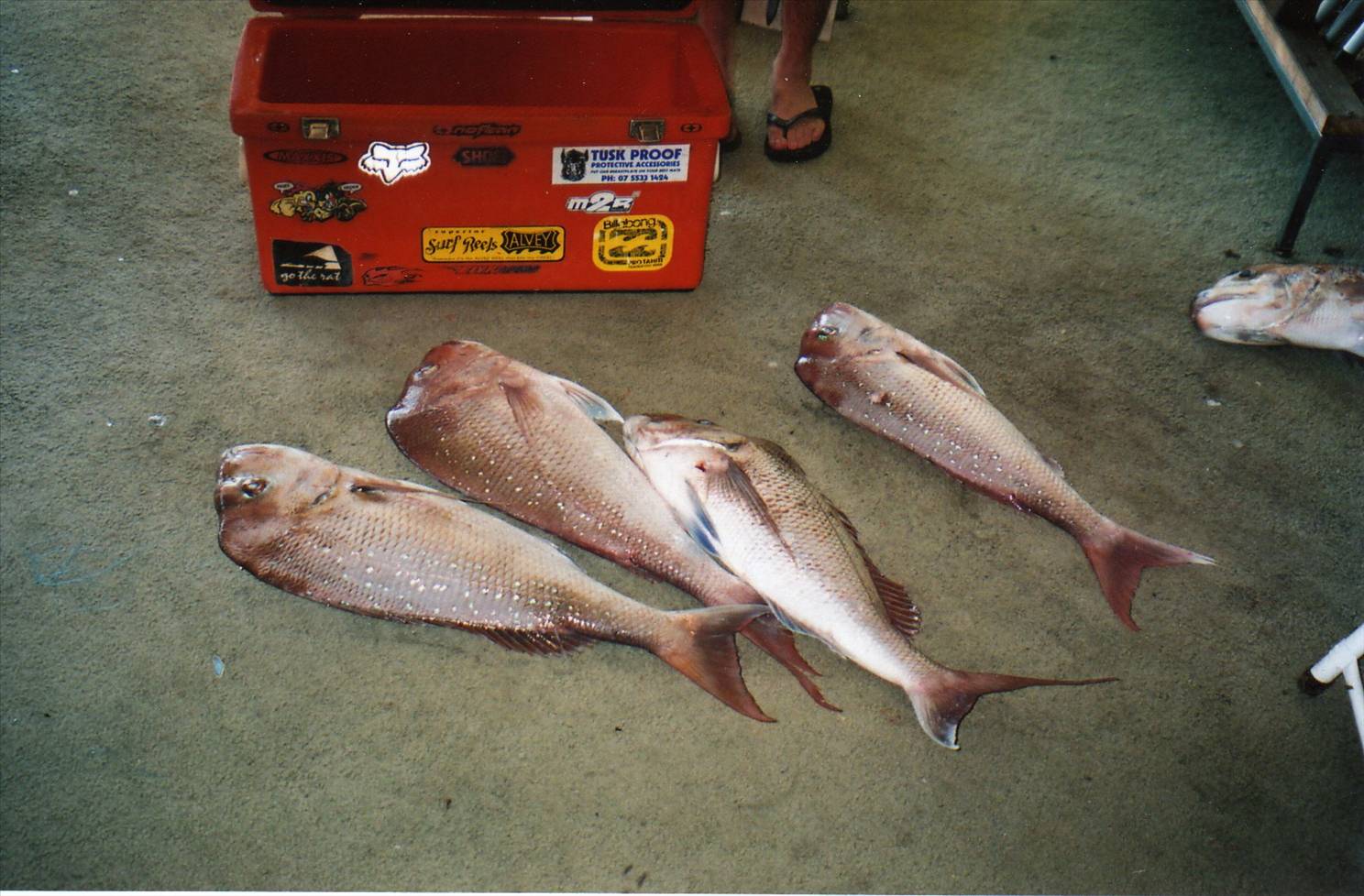 BAY FISHING AT ITS BEST