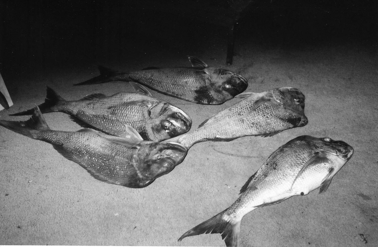 BAY FISHING AT ITS BEST