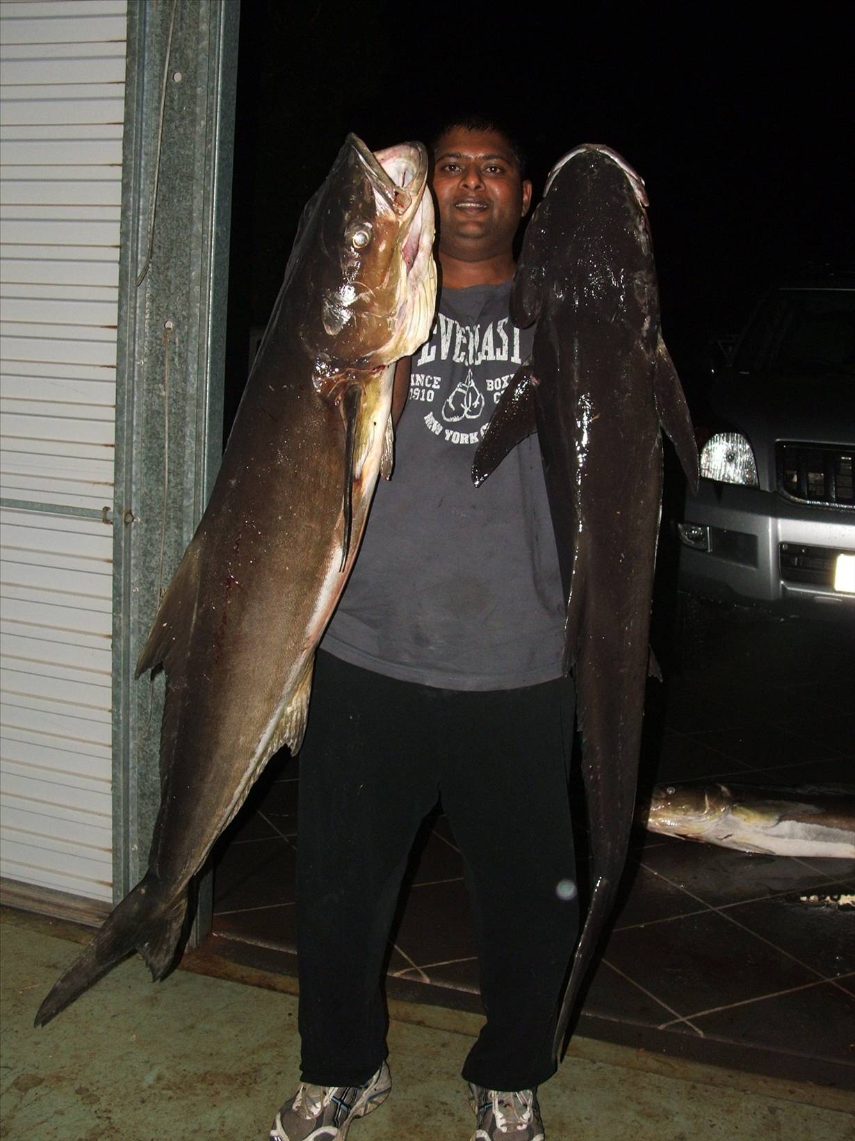 Nice pair of Cobia off Moreton Island, Qld