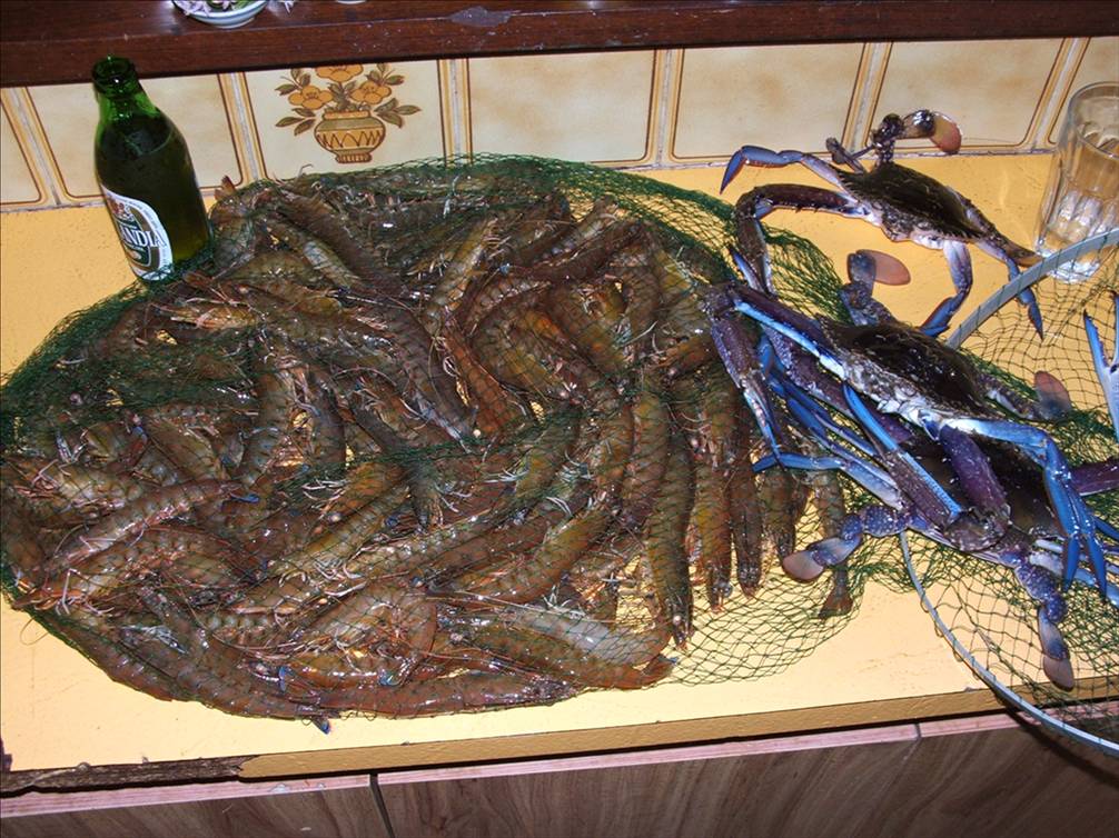 daily report , more swamp action 