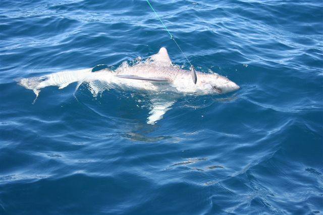 They dont call it Shark bay for the butterflies