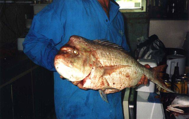 snapper