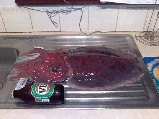 Cuttlefish 5 fathom WA