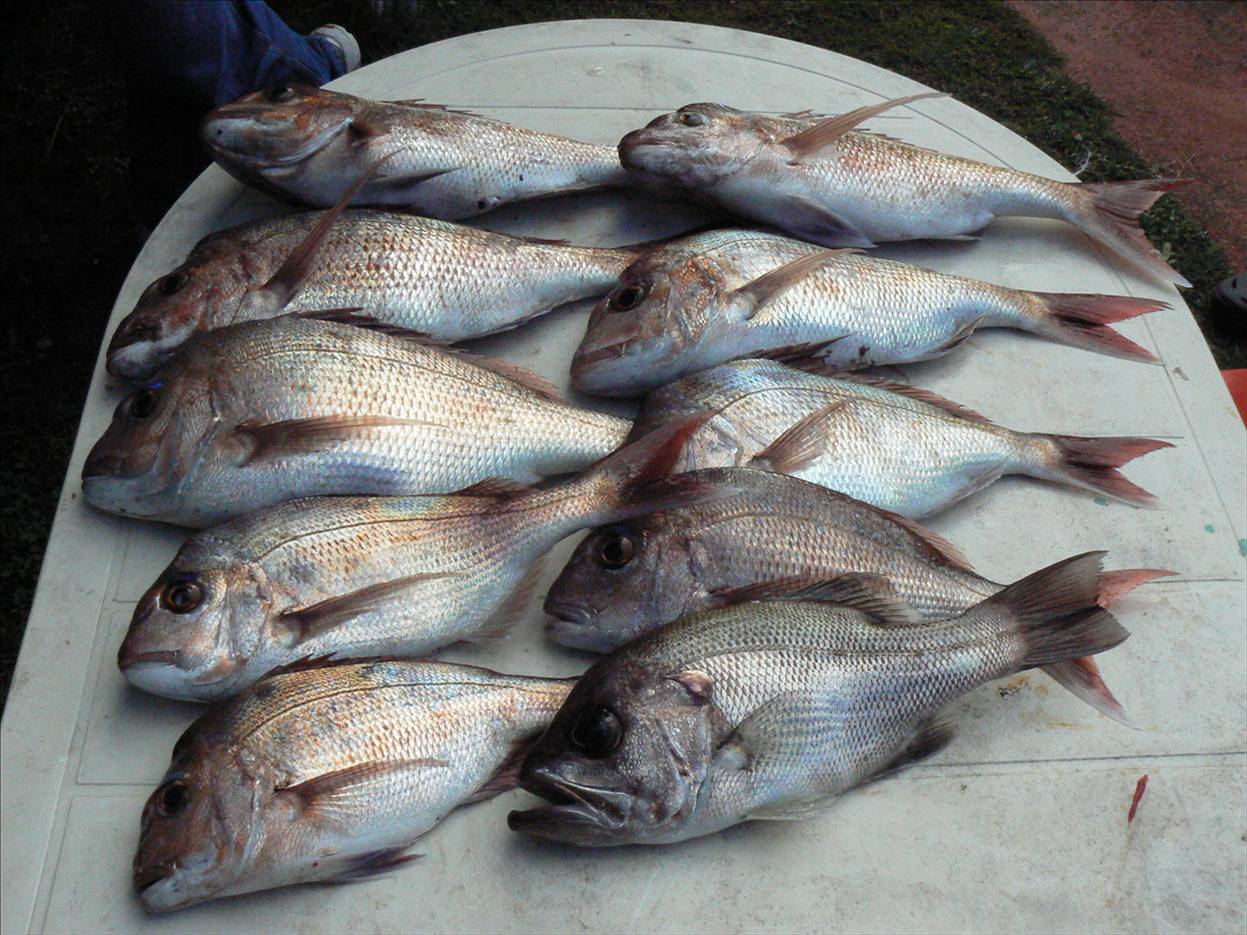  All on soft plastics